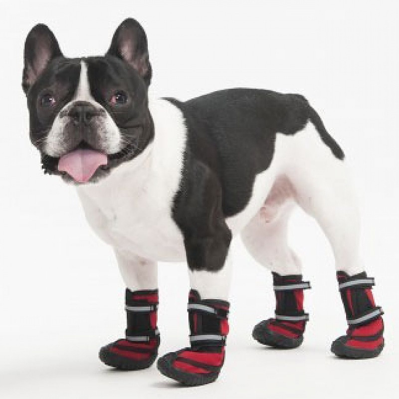 shih tzu mix puppies